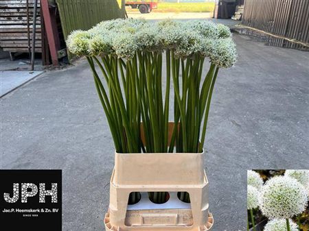 Allium White Giant