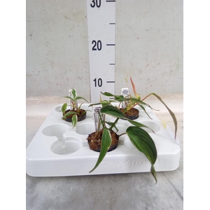 Philodendron scand. subsp. micans