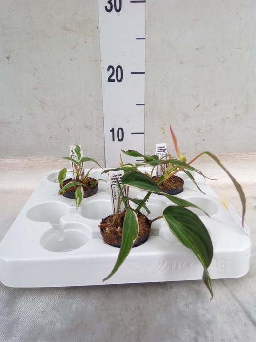 <h4>Philodendron scand. subsp. micans</h4>