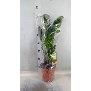 Zamioculcas zamiifolia