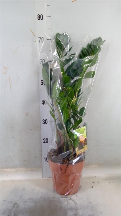 <h4>Zamioculcas zamiifolia</h4>