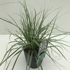Carex oshimensis Everest