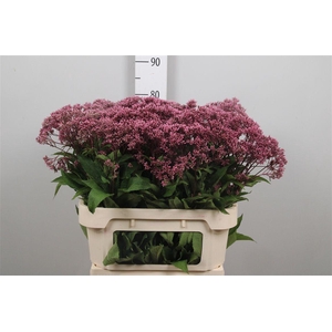 Eupat Purper