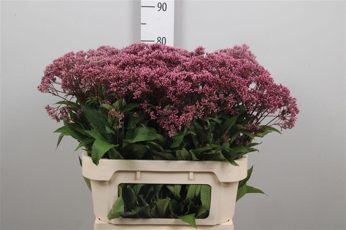 <h4>Eupat Purper</h4>
