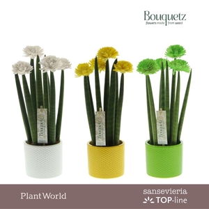 Sansevieria TOP-line Bouquetz Colourfull Easter Mix in Dots keramiek