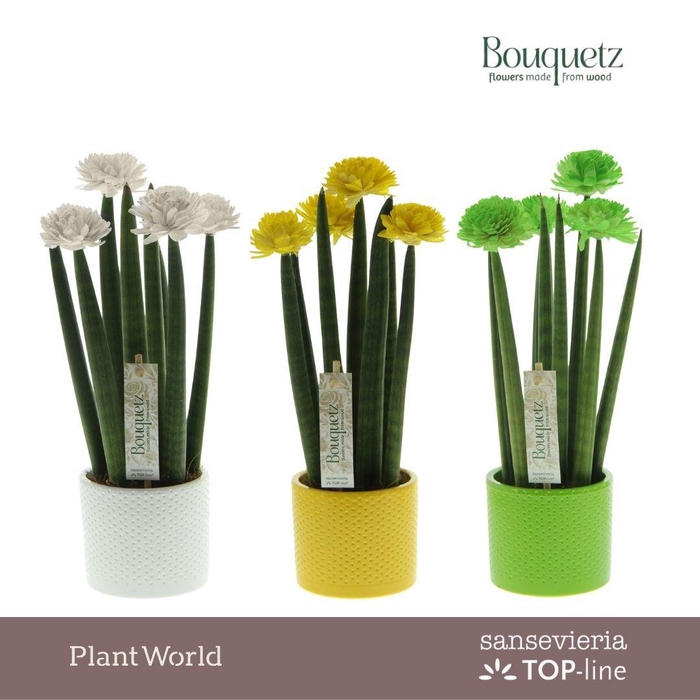 <h4>Sansevieria TOP-line Bouquetz Colourfull Easter Mix in Dots keramiek</h4>