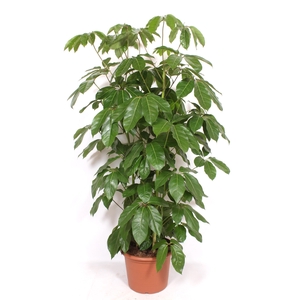 Schefflera actinophylla 'Amate’