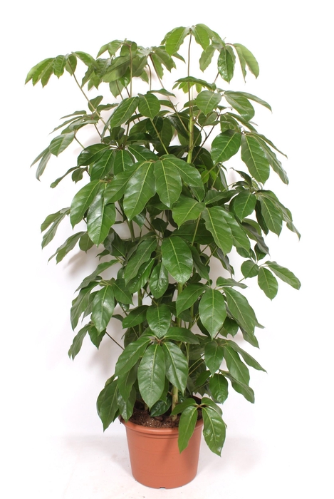 <h4>Schefflera actinophylla 'Amate’</h4>