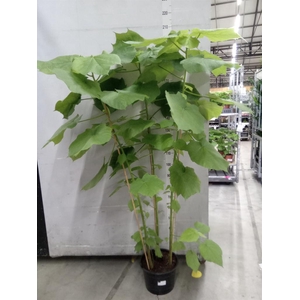 Sparrmannia africana