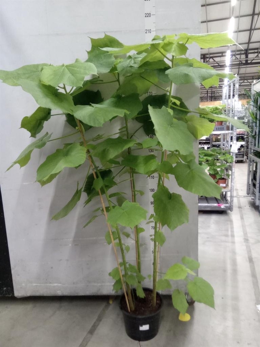 <h4>Sparrmannia africana</h4>