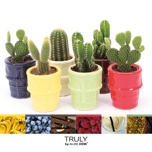 TRULY Cactus, ice cream