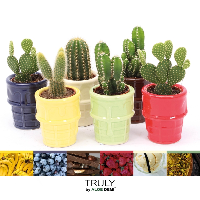 <h4>TRULY Cactus, ice cream</h4>