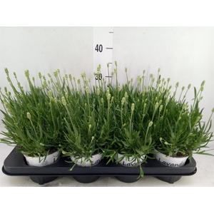 Lavandula interm. 'Edelweiss'