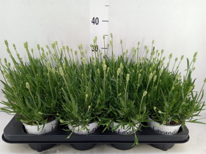 <h4>Lavandula interm. 'Edelweiss'</h4>