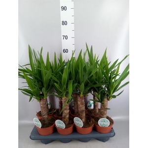 Yucca   ...