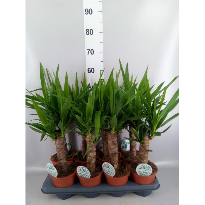 <h4>Yucca   ...</h4>