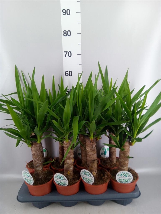 <h4>Yucca   ...</h4>