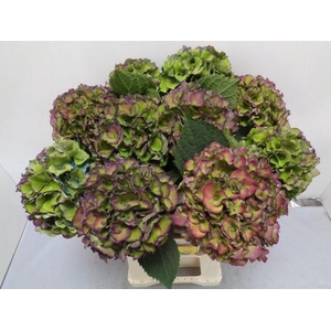 Hydrangea Royal Palace CL