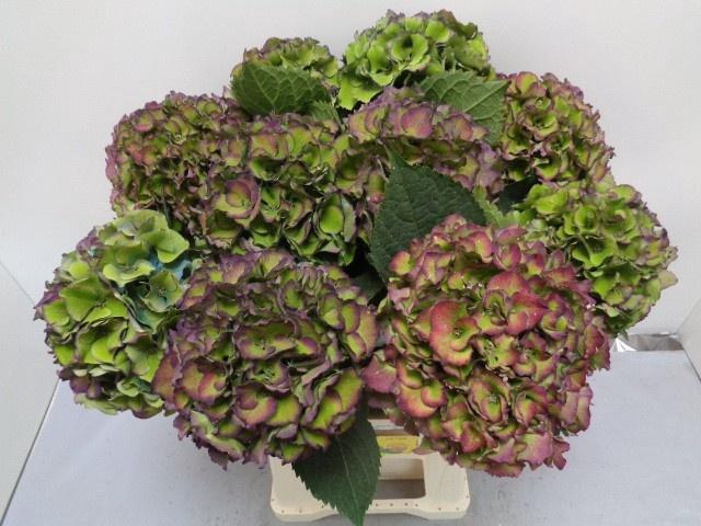 <h4>Hydrangea Royal Palace CL</h4>