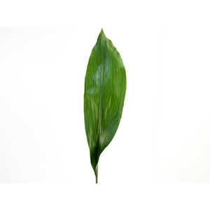 FOLHAGEM ASPIDISTRA ELATIOR 080 CM