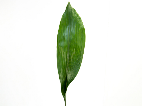 <h4>FOLHAGEM ASPIDISTRA ELATIOR 080 CM</h4>