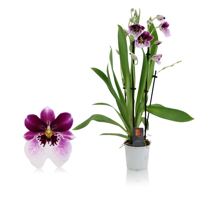 <h4>Inca Miltoniopsis 4 spike 9cm</h4>