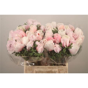 Anem Mistral Shocking Super