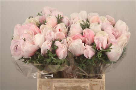 <h4>Anem Mistral Shocking Super</h4>