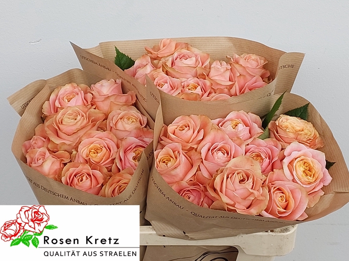 <h4>R GR PEACH FUNKY+</h4>