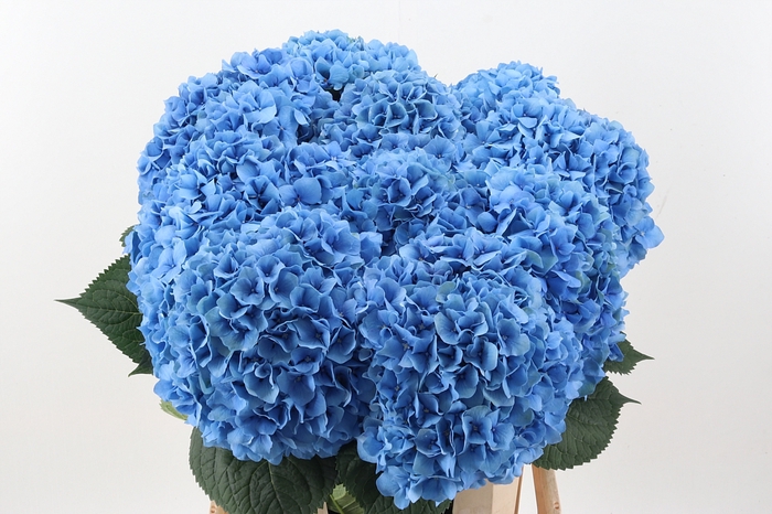 <h4>Hydr M Ch Pimpernel 100cm</h4>