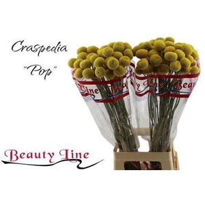 Craspedia Paintball Pop
