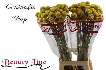 <h4>Craspedia Paintball Pop</h4>