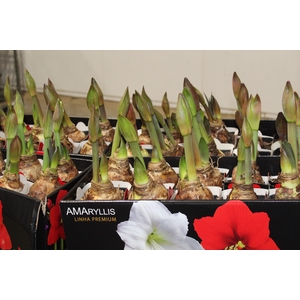 AMARYLLIS P14 VERMELHO MIN 2 HT