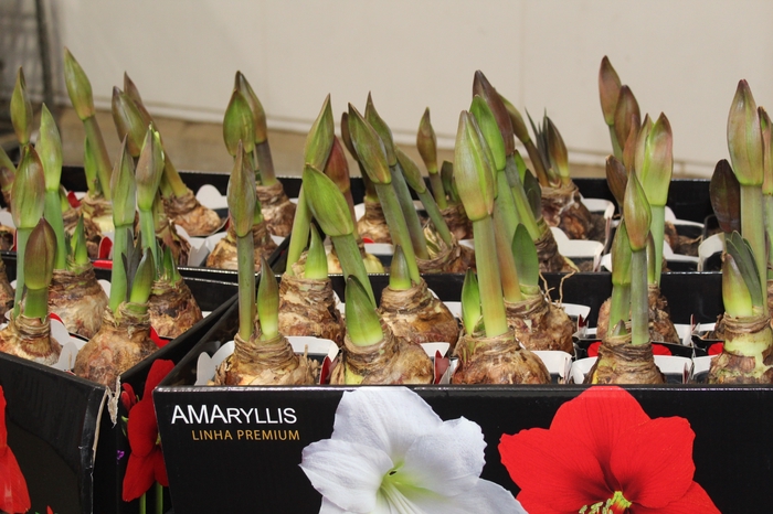 <h4>AMARYLLIS P14 VERMELHO MIN 2 HT</h4>