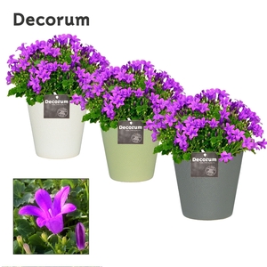 Campanula Porto LL in Ruby Decorum