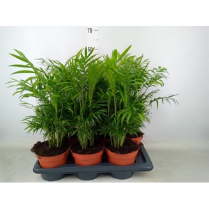 Chamaedorea elegans