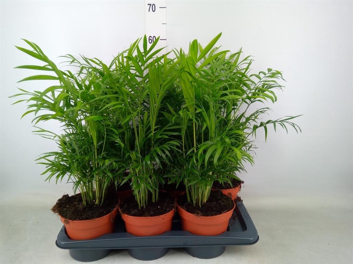 <h4>Chamaedorea elegans</h4>