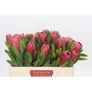 Protea Red Ice