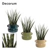Sansevieria Fernwood 9 cm in Lucy (Top blend-collection)