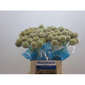 Scabiosa Bitterbal Maaskant