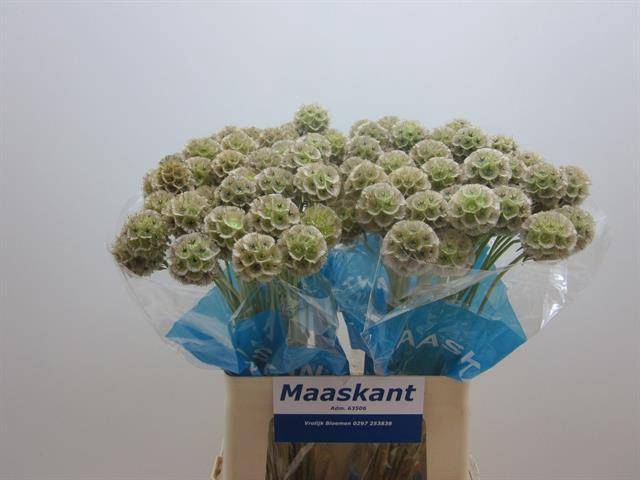 <h4>Scabiosa Bitterbal Maaskant</h4>