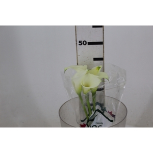 CALLAS VENTURA 040 CM