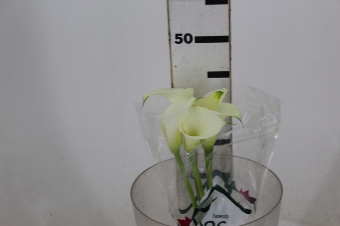 <h4>CALLAS VENTURA 040 CM</h4>