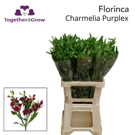 <h4>Alst Fl Charme Purplex</h4>