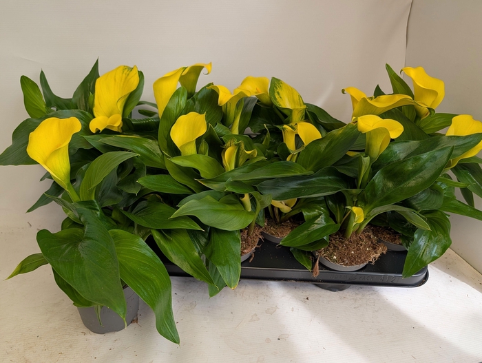 <h4>ZANT CAPT SOLO</h4>