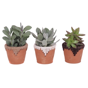 Succulenten mix 8,5 cm in samoa pot