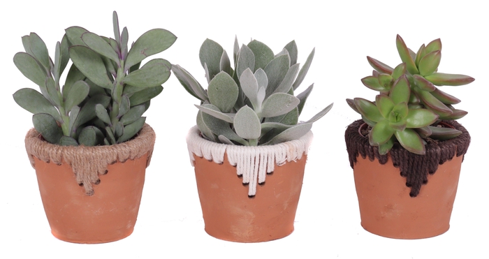<h4>Succulenten mix 8,5 cm in samoa pot</h4>