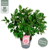 Camellia japonica