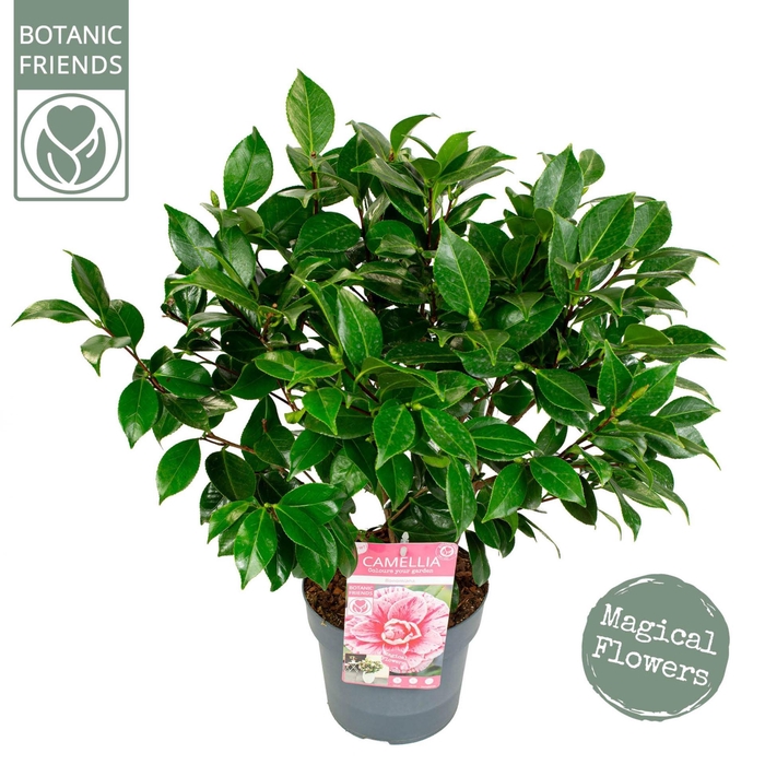 <h4>Camellia japonica</h4>