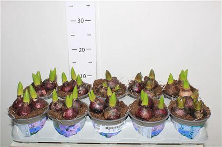 <h4>Hyacin Gem 4 Kl</h4>